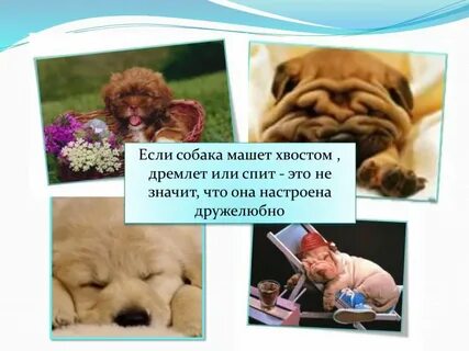 Дремлят или дремлют