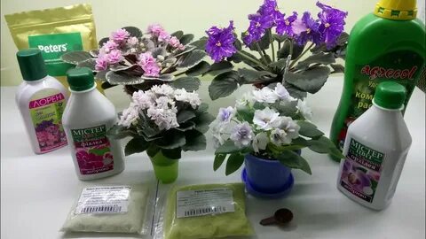 Чем подкормить фиалку для цветения