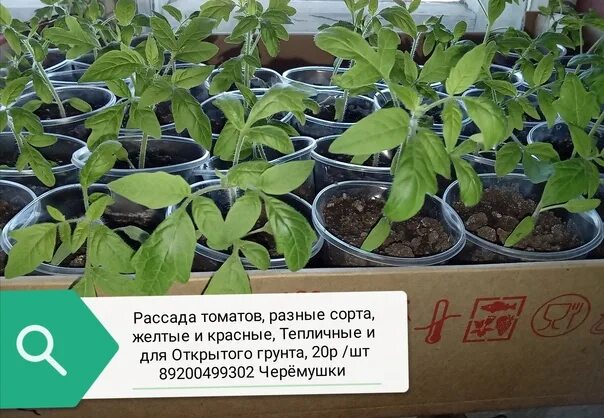 Желтая рассада помидор что делать. Рассада перец сладкий Джек. Рассада помидор. Саженцы томатов. Рассада томатов и перца.