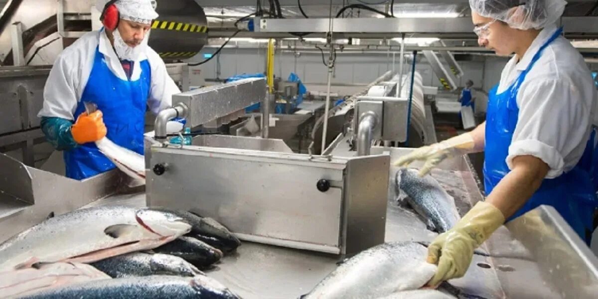 Рыбное рабочие. Рыбное рабочие. Рыбоперерабатывающий завод октябрьский камчатка. Рыбный цех цех. Колпаковский рыбокомбинат камчатка.