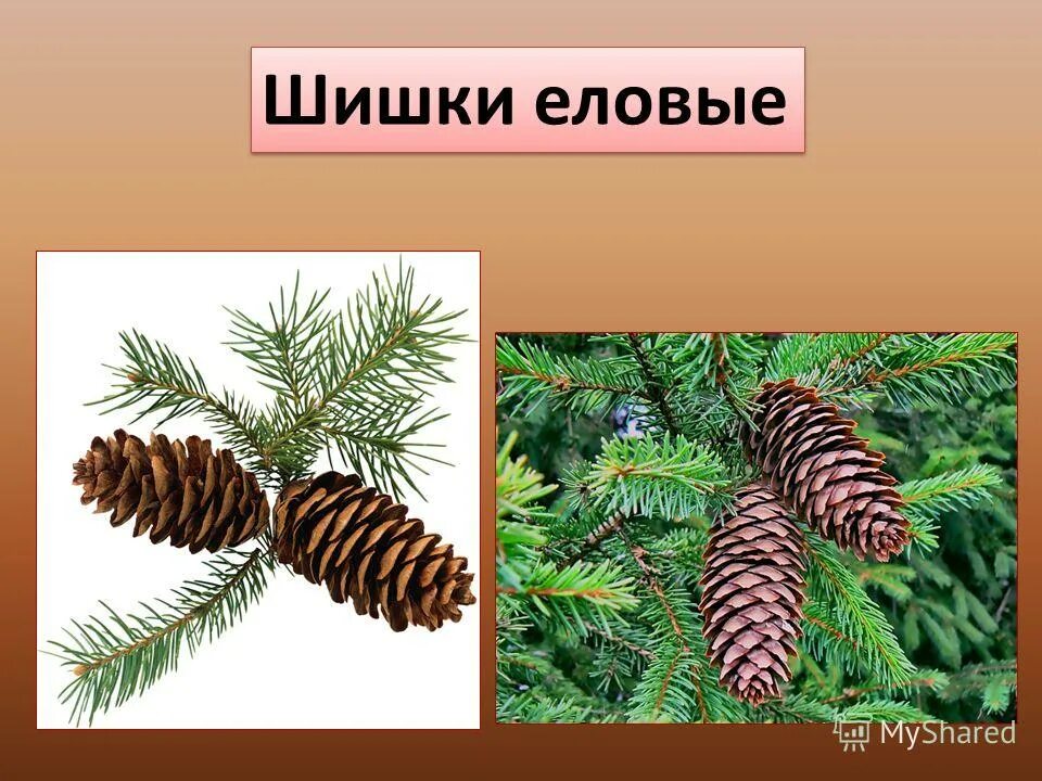 тест еловые шишки 4 класс с ответами