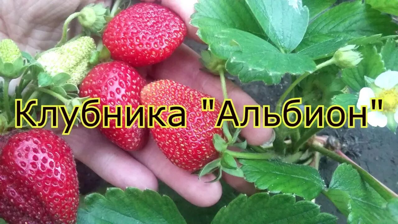 Земляника Альбион. Ремонтантные сорта