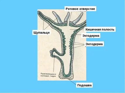 Подошва пресноводной гидры