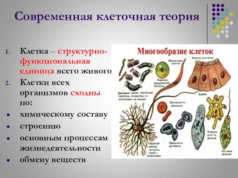 Темы по биологии 10 11