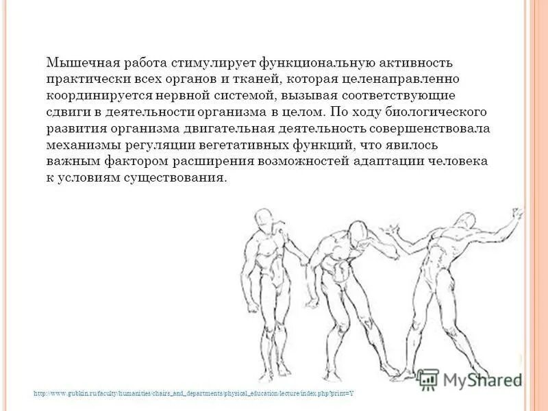 Функциональная работа мышц. Характеристика мышц туловища. Функциональная работа мышц. Функциональная характеристика мышц. Движение в локтевом суставе мышцы.