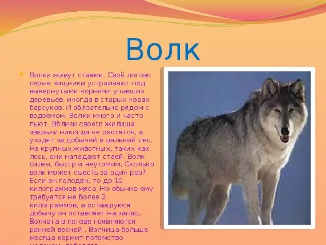 Описание волка. Доклад про волка. Презентация на тему волк. Волки живут стаями.