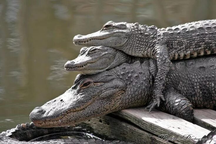 Pin on cocodrilos Cute reptiles, Silly animals, Funny animals