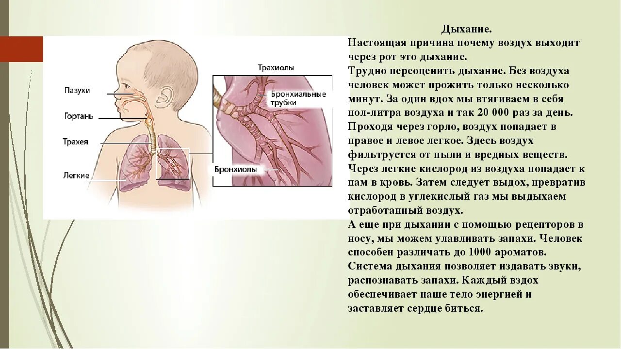 Какой путь проходит во время вдоха и выдоха. Какой путь проходит воздух при вдохе. Какой путь проходит воздух во время вдоха и выдоха. Какой путь проходит воздух при вдохе и выдохе. Почему в выдыхаемом воздухе