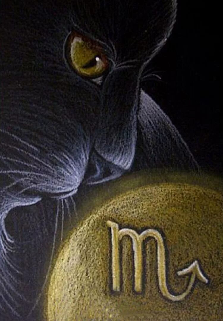 Кот скорпион. Кошка скорпион. кот скорпион знак зодиака. черный кот козерог. талисман черный кот для козерога.