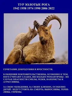 Славянский гороскоп по дате животные