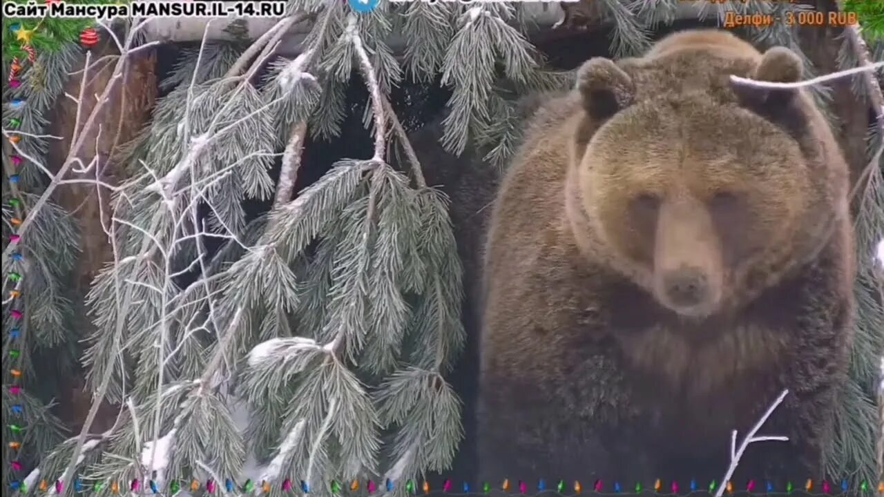 Медведи прямой эфир. Медведи прямой эфир. Медведи прямой эфир. Битва медведей. Медведь и человек.