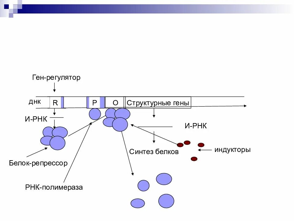 Белки активаторы и белки ингибиторы презентация. РНК полимераза оператор структурный ген. Белок репрессор. Белок репрессор и активатор. Ген регулятор.