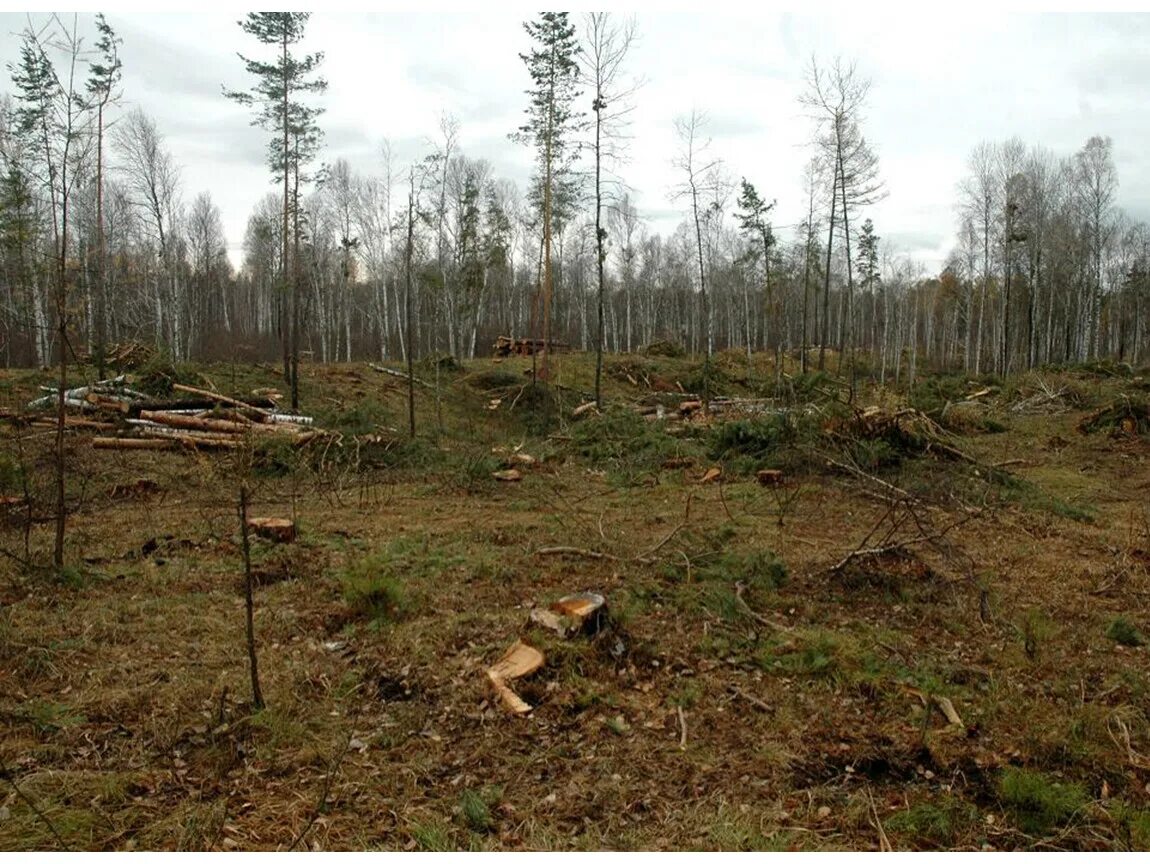 Вырубка леса в Алтайском крае. Сплошная вырубка леса. Сплошные рубки. Сплошная рубка леса. Сплошные выборочные рубки