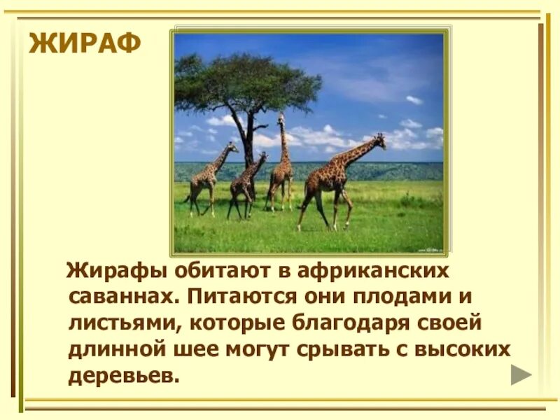 Сообщение на тему животные саванны. Интересные факты о животных саванны. Доклад о животных саванны. Жираф обитает в саванне.