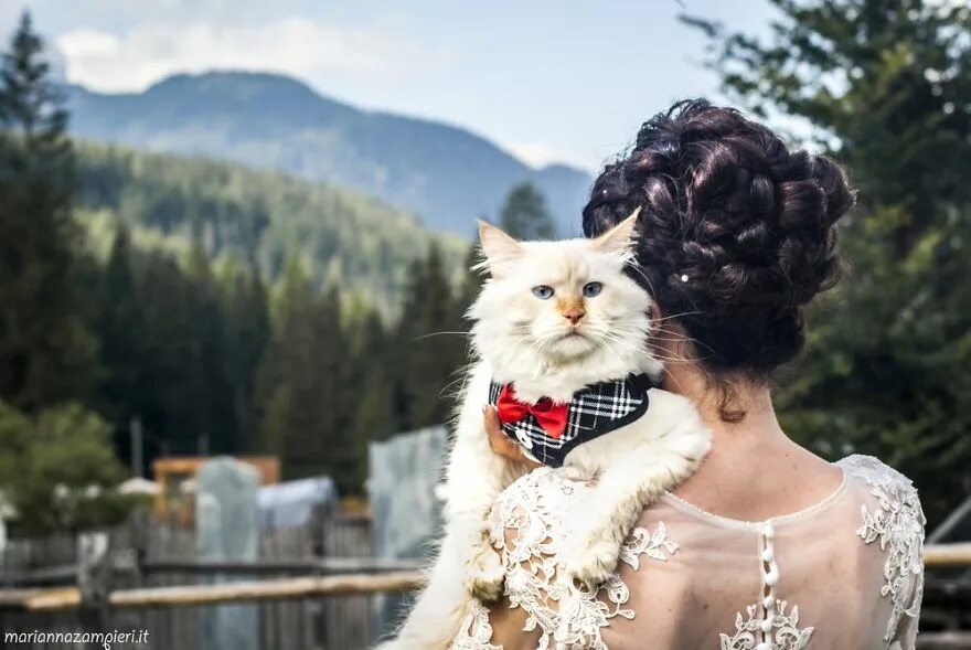Свадебные коты. Кот невеста. Кошка в свадебном платье. Кот жених.