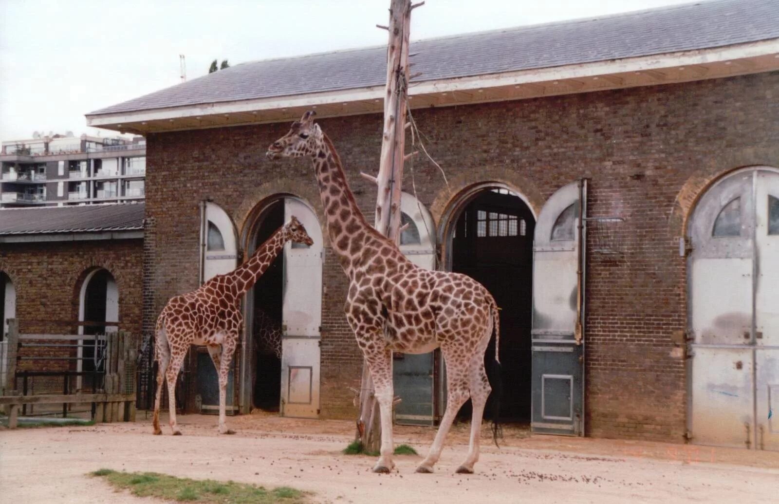 Зоопарк земля. Лондонский зоопарк (London Zoo). Дом жирафа в Московском зоопарке. Лондонский зоопарк Жираф.