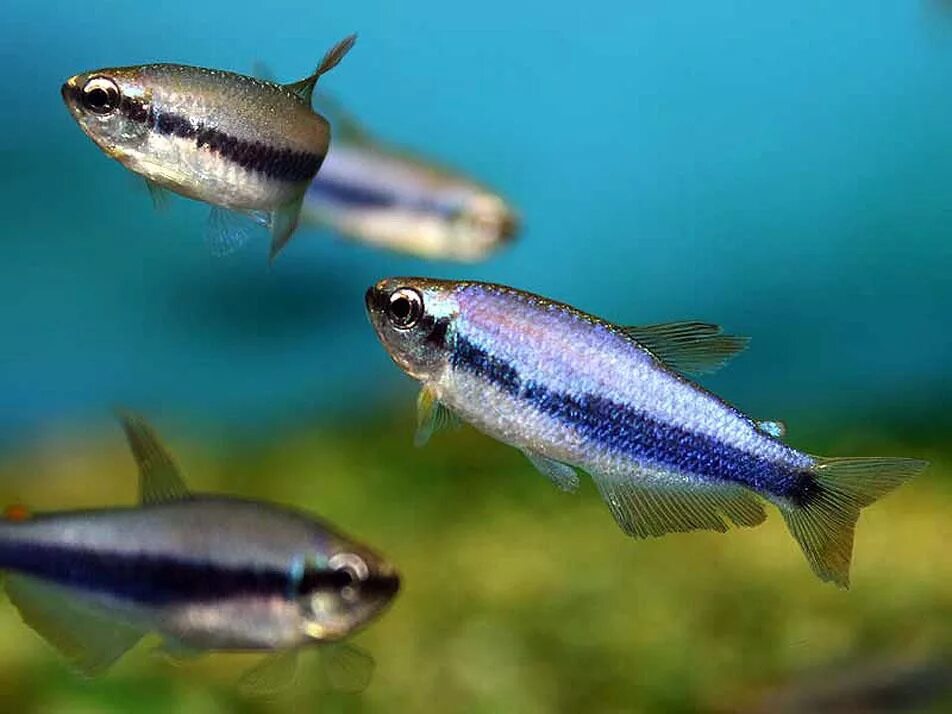 Пальмери рыбка. Тетра керри рыбка аквариумная. Тетра керри рыбка аквариумная. Тетра керри фиолетовый неон. Тетра кери королевская.