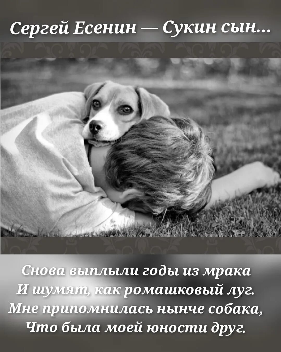 Стихотворение сергея есенина сукин сын. Снова выплыли годы из мрака и шумят как ромашковый луг. Сукин сын стих есенин. Есенин снова выплыли годы из мрака. Есенин сукин сын.