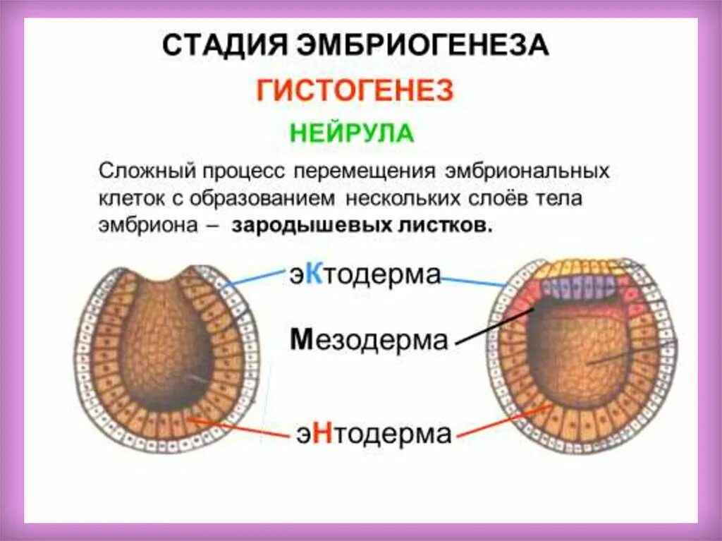 Какой зародышевый листок формируется на стадии. Нейрула эктодерма мезодерма энтодерма. Зигота — бластоциста — морула — гаструла — органогенез. Органогенез нейрула. Мезодерма в нейруле.