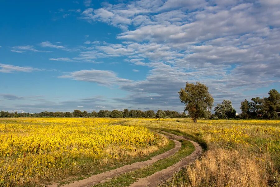 Украинский край. Пейзажи Украины. Украина летом. Пейзажи центральной Украины. Украина пейзажи поля.