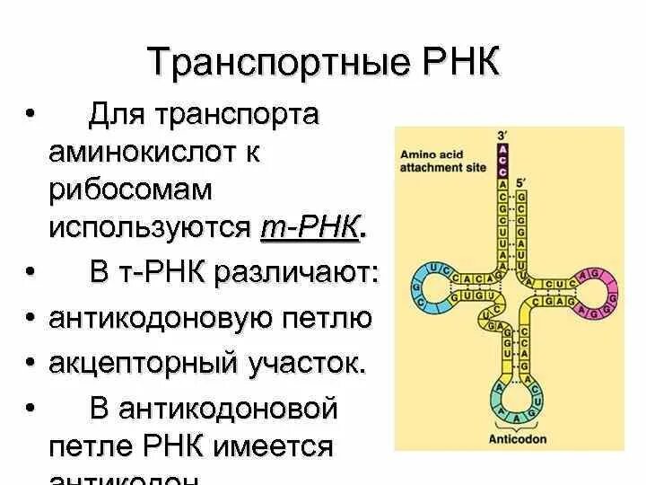 Петли транспортной РНК. ТРНК. Петли ТРНК. Антикодоновая петля ТРНК.