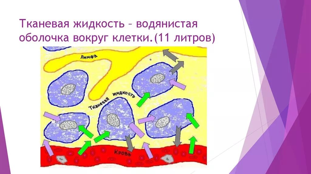 Тканевая жидкость. Строение тканевой жидкости. Тканевая жидкость это межклеточное вещество. Внешний вид тканевой жидкости. Межклеточная вода в организме