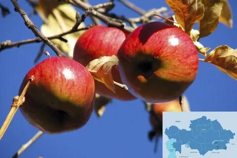 Apple казахстан