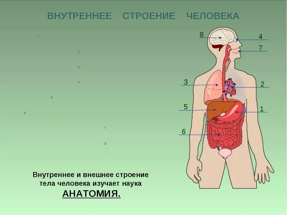 Окружающий мир внутренние органы