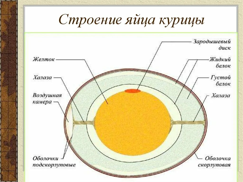 строение яйца,желтка,белка. строение скорлупы яйца птицы. строение желтка. строение яйцеклетки куриного яйца. строение яйца,желтка,белка.