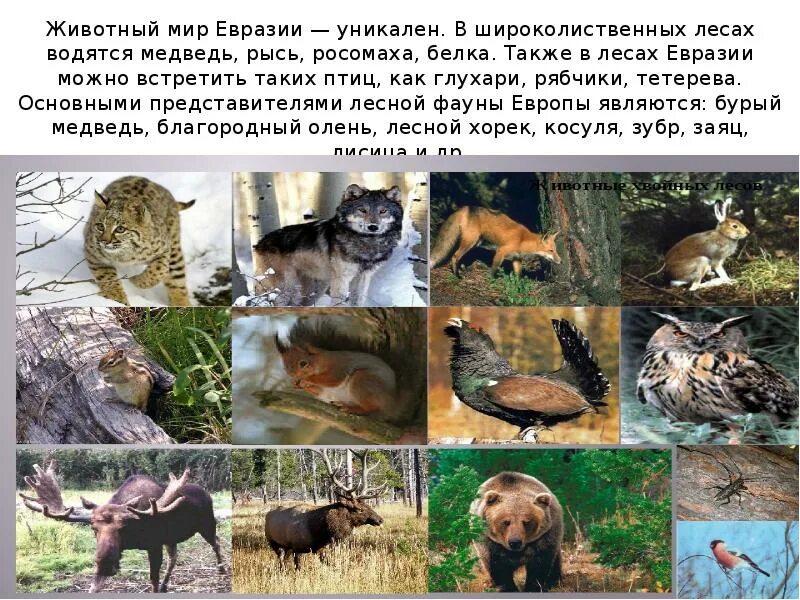 2 животных из евразии. Животный мир Евразии. Растительный и животный мир Евразии. Животные мир Евразии. Растительный мир Евразии.