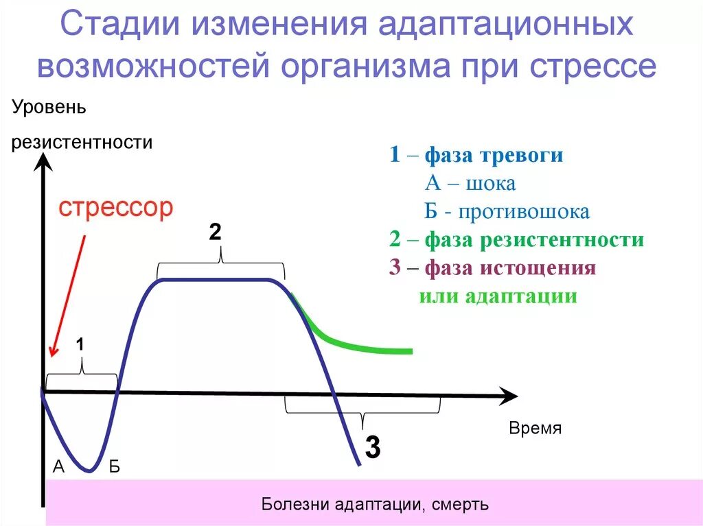 Стадия адаптации стресса