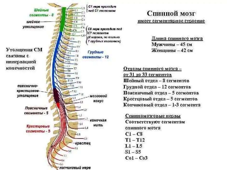 Пояснично крестцовое утолщение сегменты. Сегмент спинного мозга l3. L3 l4 позвонки поясничного отдела позвоночника. Крестцовый отдел спинного мозга. Сколько позвонков содержит позвоночник