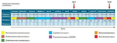 Тренировочные мезоциклы