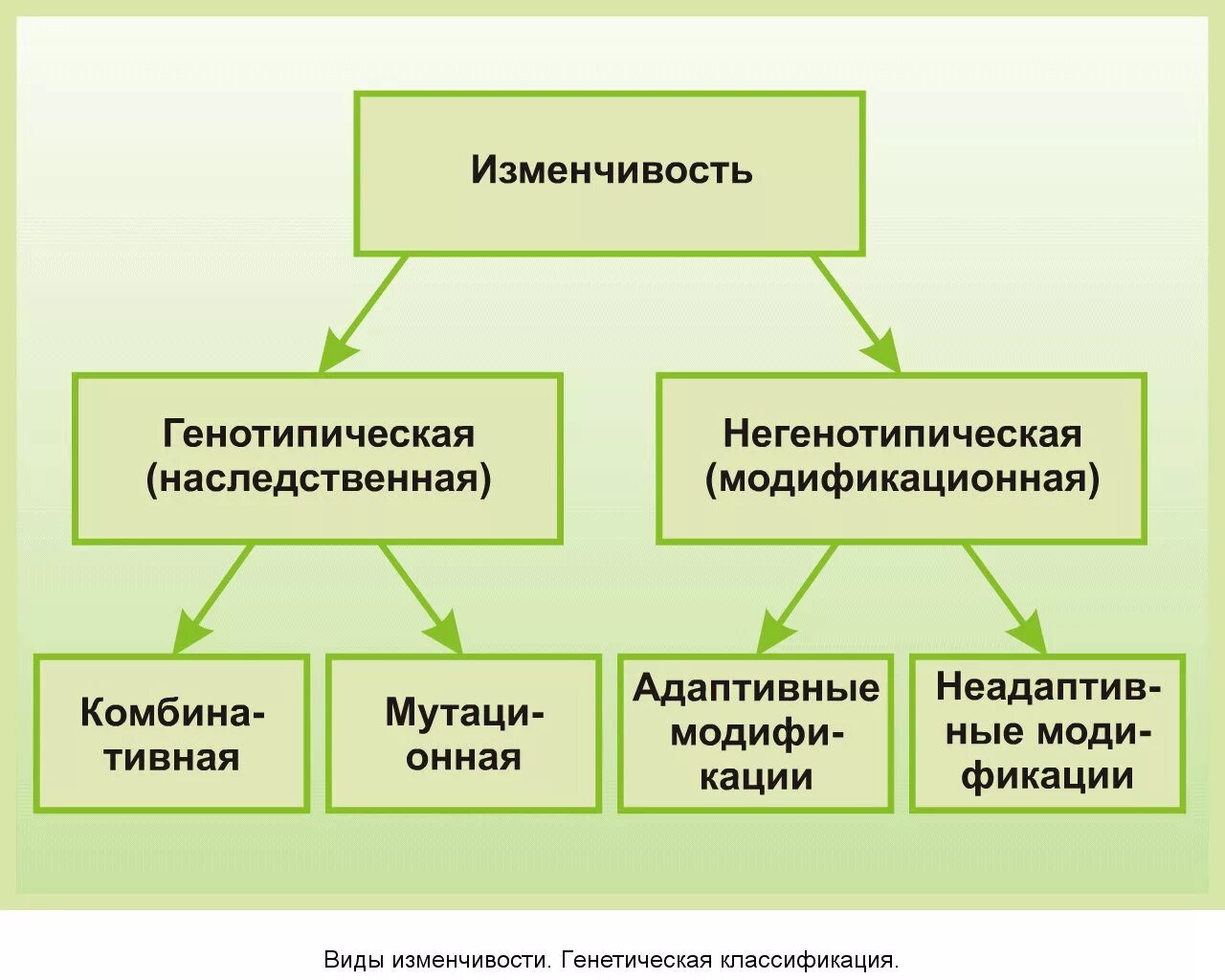 Примеры изменчивых величин. Какая бывает наследственная изменчивость. Классификация изменчивости организмов. Формы наследственной изменчивости. Схема изменчивость наследственная и ненаследственная.
