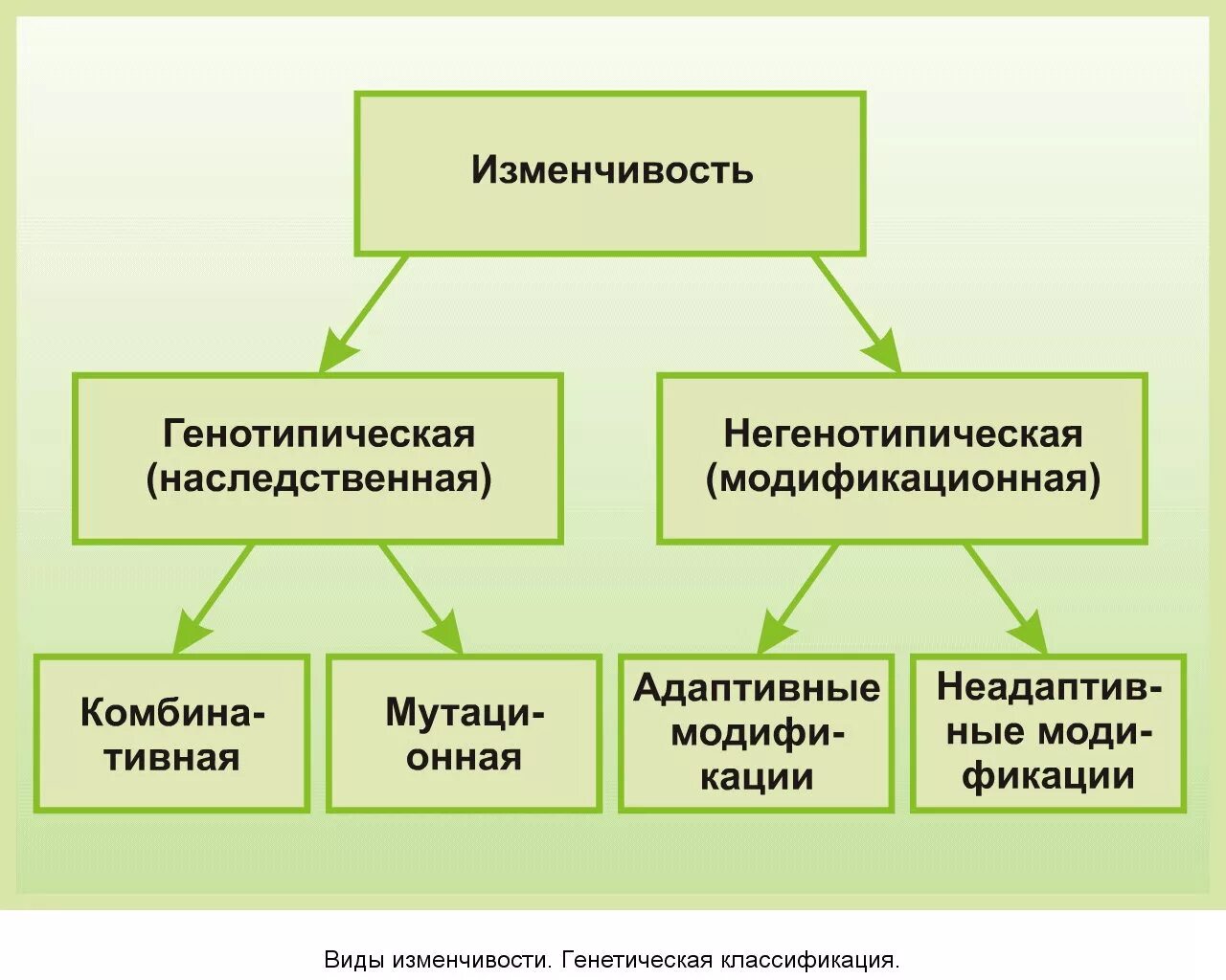 Изменчивость виды понятия