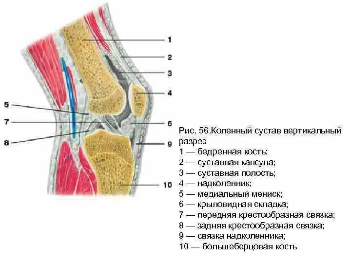 Строение коленного сустава вид спереди. Коленный сустав анатомия строение. Схема связок коленного сустава анатомия. Коленный сустав Сагиттальный распил.