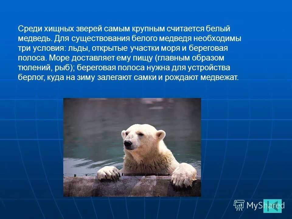 Адмирал в какой природной зоне обитает. Среда обитания белого медведя. Условия существования животных. Приспособленность белого медведя. Условия обитания белого медведя.