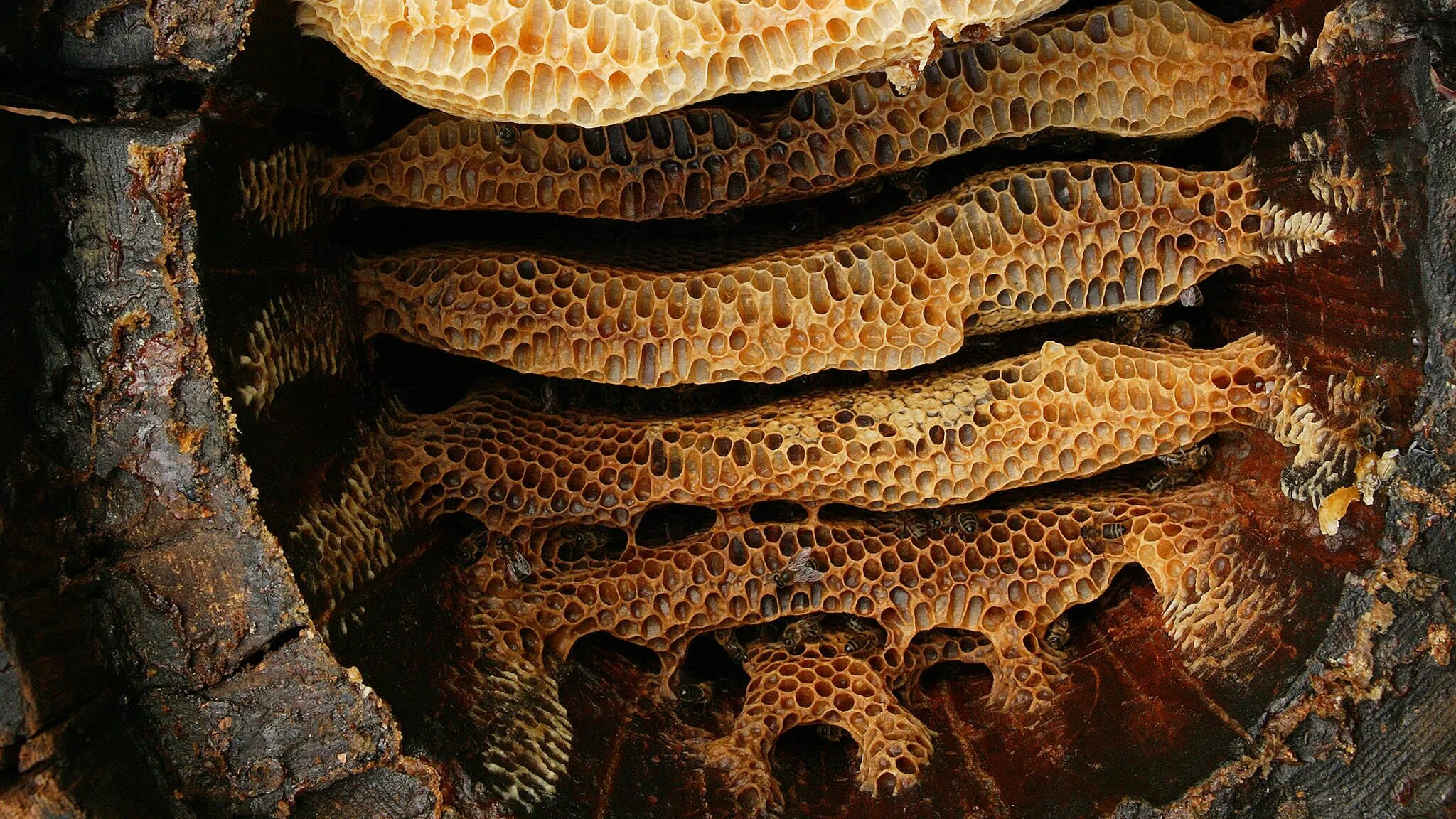 Медоносная пчела соты. Мед диких пчел. Мёд диких пчёл бортевой. Мед в лесу. Мед диких пчел.