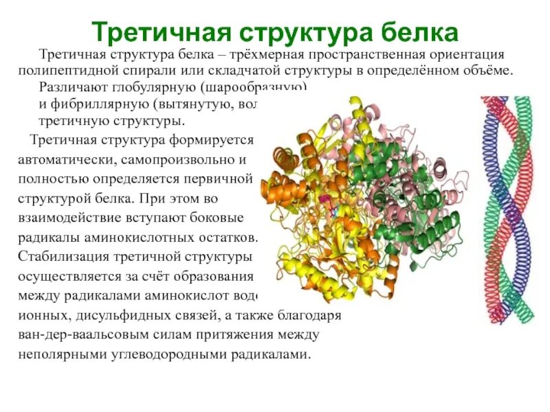 Какую функцию выполняют фибриллярные белки. Какую функцию выполняют фибриллярные белки