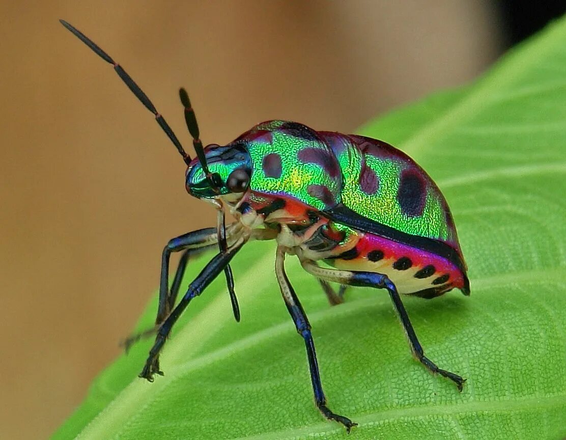 Разноцветные жуки и бабочки. Chrysocoris stollii. Жуки бабочки Кузнечики насекомые. Chrysocoris sellatus. Насекомые Божья коровка кузнечик бабочка.