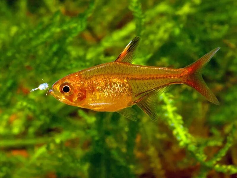 тернеция самец и самка. сом клариус альбинос. как отличить пол рыбки петушка. какого пола рыбы. какого пола рыбы.