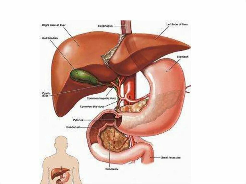 Пищевод желудок желчный пузырь. Желудок и желчный пузырь.