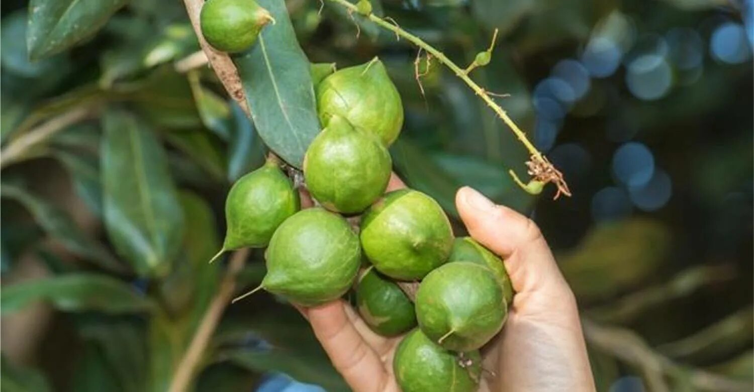 В каких странах растет макадамия. Макадамия орех Родина. Макадамия плод. Макадамия орех дерево. Макадамия во Вьетнаме.