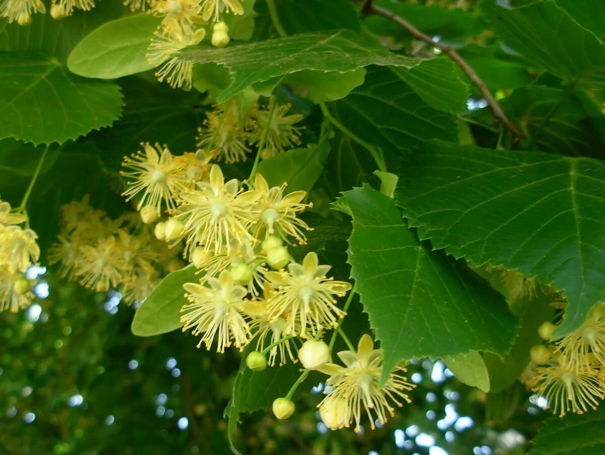 Липа живет лет. Липа мелколистная сердцевидная. Липа мелколистная Tilia cordata. Липа мелколистная цветение. Липа мелколистная Гринспайер.