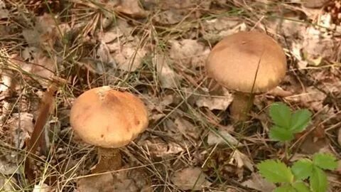Грибники пензенской