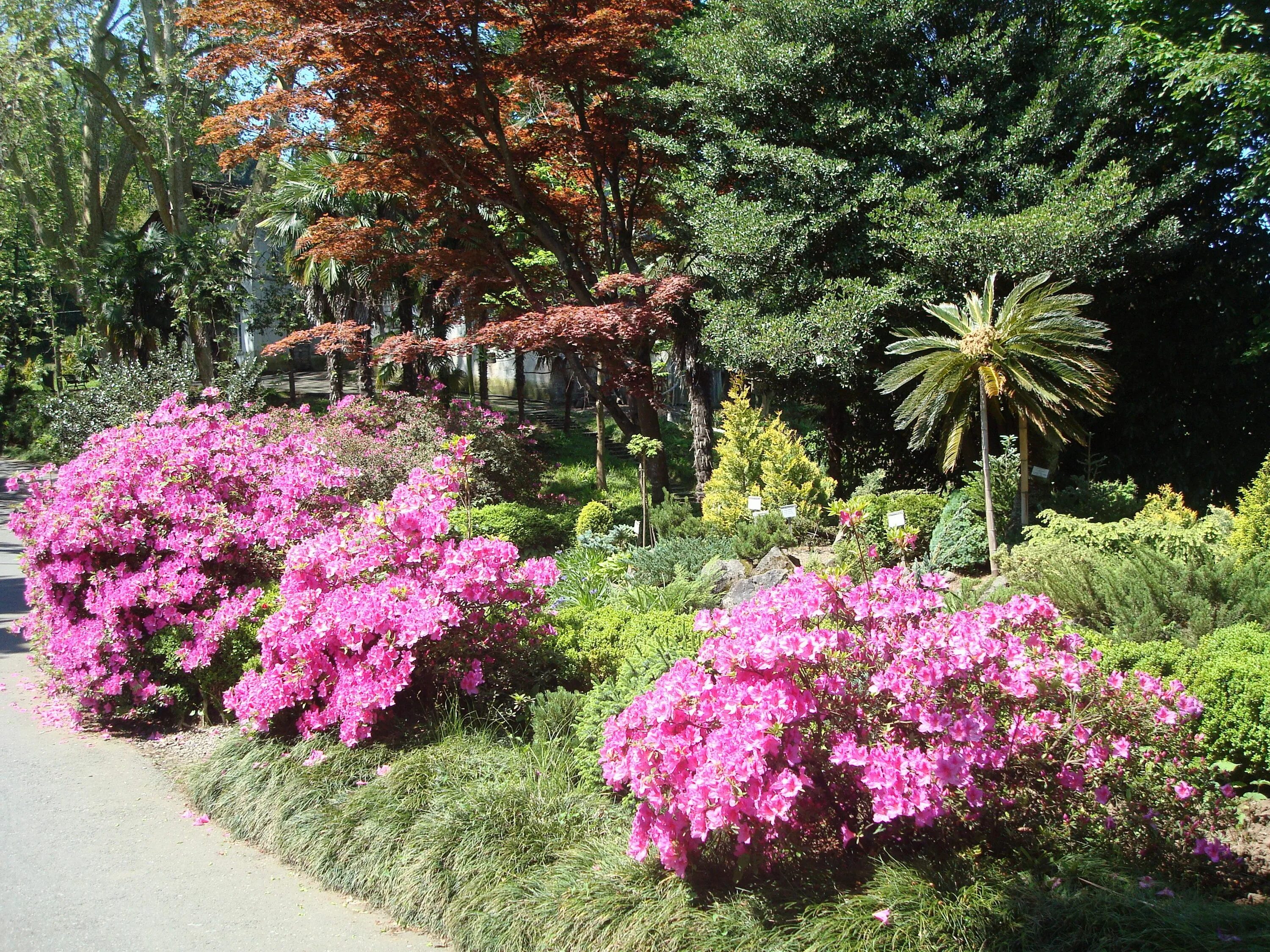 Gardens батуми. Ботанический сад грузия батуми. ботанический скд батуми. батумский ботанический сад грузия. махинджаури ботанический сад.