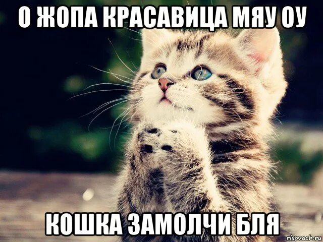 Просто мяу. Мемы с котятами. Милые котики мемы. Котик Мем. Милый котик мемы.