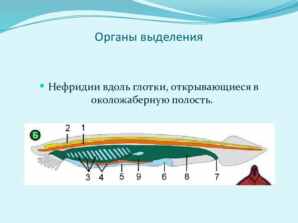 Для хордовых характерна симметрия тела. Бесчерепные строение ланцетника. Желоб у ланцетника. Атриопор у ланцетника это. Ланцетник жаберные.