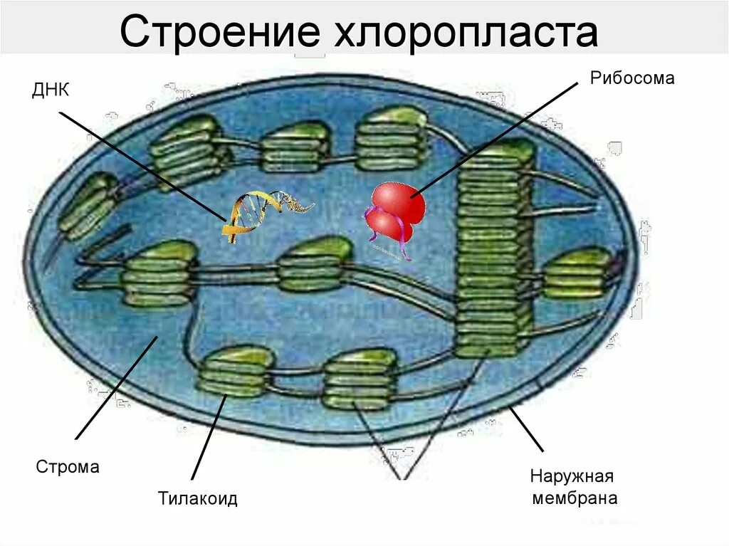 Хлоропласт имеет днк. Строение тилакоиды хлоропластов. Структура хлоропласта Строма. Строение хлоропласта и тилакоида. Строение хлоропласта Строма.