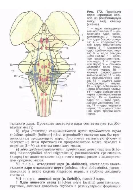 Топография ядер черепных нервов. Ромбовидная ямка ядра черепных нервов. ромбовидная ямка ядра черепных нервов схема. проекция ядер черепных нервов. ядра ромбовидной ямки схема.